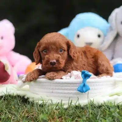 Fitz F1B Mini Cockapoo