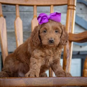 F1b Cockapoo - Ava