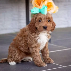 F1b Cockapoo - Bristol