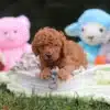 Francis F1B Mini Cockapoo puppy