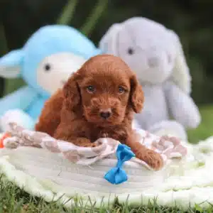Francis F1B Mini Cockapoo puppy