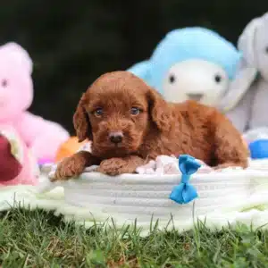 Fitz F1B Mini Cockapoo