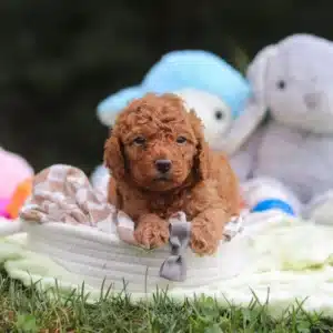 Alternative view of Francis – F1B Mini Cockapoo Puppy